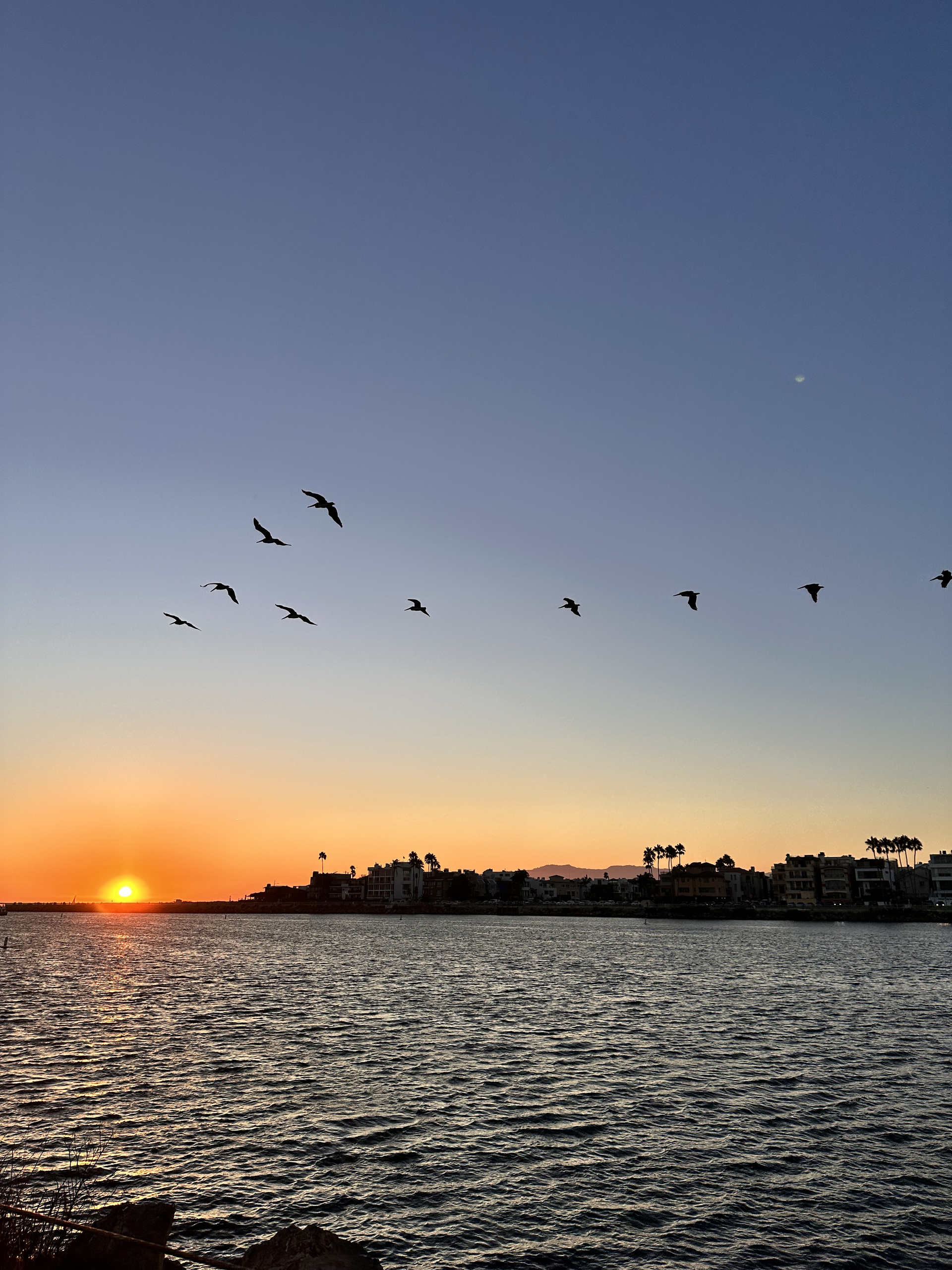 Sunset over a marina with birds in flight