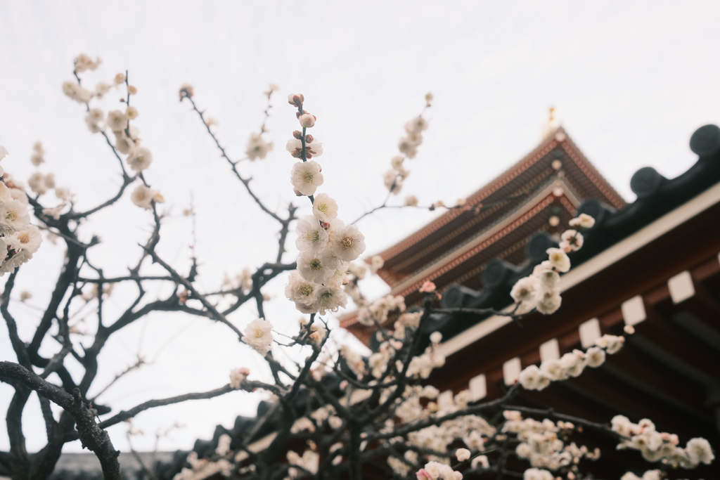 Temple at blossom season